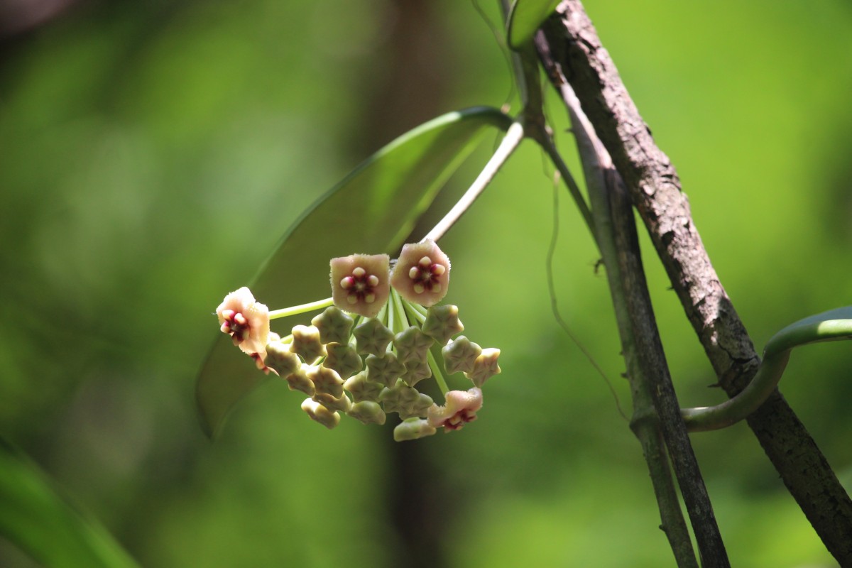 Hoya sp.